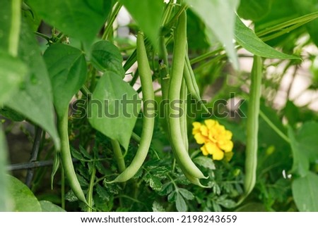 Organically homegrown 'Provider' bush snap green beans growing in a garden in summer Royalty-Free Stock Photo #2198243659