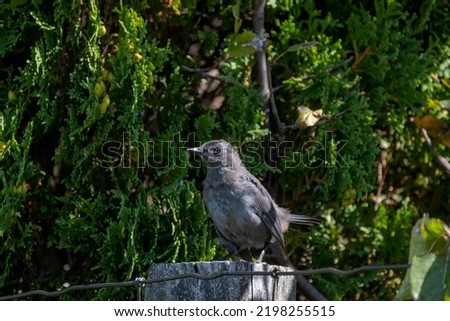 The gray catbird (Dumetella carolinensis) on the fence