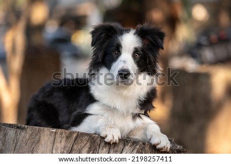 Black and white Border Collie dog posing on wood trunk in the park sticking out the tongue during golden hour