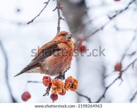 Red Crossbill male sitting on the tree branch and eats wild apple berries. Crossbill bird eats berries. The red crossbill or common crossbill, latin name Loxia curvirostra