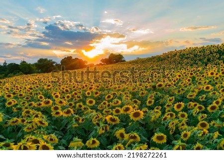 blooming sunflowers in the field under dusk sunlight
