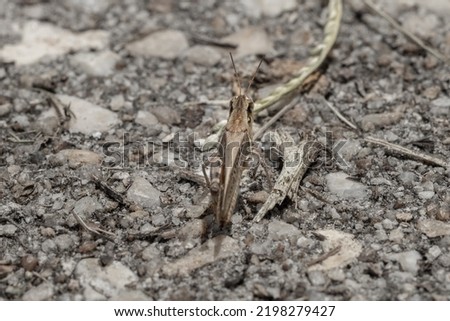 macro picture of grey grasshopper