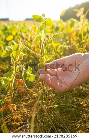 Pods of ripe soybeans in a hand close-up.field of ripe soybeans.The farmer checks the soybeans for ripeness.Farmer in soybean field Royalty-Free Stock Photo #2198285169