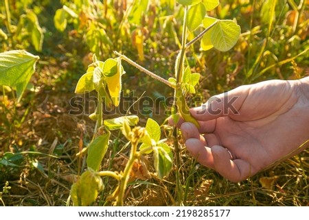 Soybean crop.Pods of ripe soybeans in a female hand close-up.field of ripe soybeans.The farmer checks the soybeans for ripeness.Farmer in soybean field Royalty-Free Stock Photo #2198285177