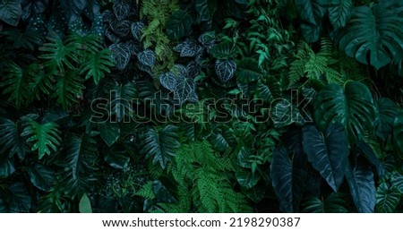 Full frame of nature green background, tropical leaf banner or floral jungle pattern concept.	 Royalty-Free Stock Photo #2198290387