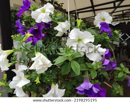 photo of lilac and white flowers in a cafe in summer in Ukraine