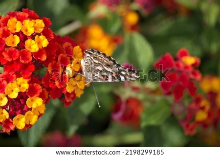 A dainty monarch butterfly, Danaus plexippus, one of Australia's best-known exotic butterflies sitting on a yellow and bright red lantana camara flower head in early spring is a pretty sight.
