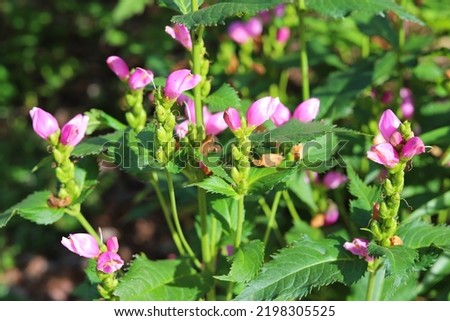 Chelone obliqua. Blooming rose turtlehead in the garden. Royalty-Free Stock Photo #2198305525