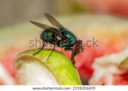 House Fly, Flesh Fly or Meat Fly Sarcophagidae Parasite Insect Pest on Fruit. Danger of Disease Vector, Pathogen Transmission or Infection Germ Spreading Royalty-Free Stock Photo #2198306839