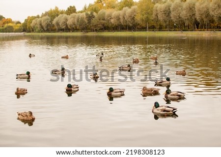a lot of ducks are sitting in the water in the pond in the autumn park Royalty-Free Stock Photo #2198308123