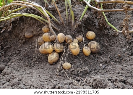 Close up of potato plant roots with tubers on it and dried green plant parts in an upper part of a picture. Depiction of how potato plant is growing with carefully removed soil around a roots. Royalty-Free Stock Photo #2198311705