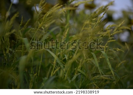 green meadow spikelets of cereals plan field photophone banner, green background of spikelets field summer wild meadow, natural nature, environment, sustainable development, natural nature green color