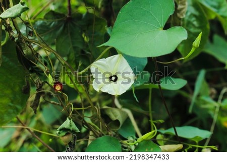 Ipomoea obscura is a species of flowering plant of the genus Ipomoea.