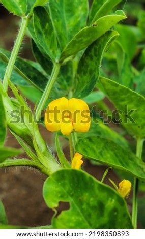 Peanut (Arachis hypogaea L.) plant flower in plantation