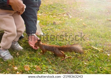 Feeding wild animals by hand. A father with a child feeds a red squirrel in the forest. Family vacation in the park. Happy healthy family on a picnic on a clear sunny autumn day