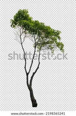 Tree on transparent picture background with clipping path, single tree with clipping path and alpha channel
