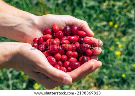 a person holding nice red ripe fresh Cornelian cherry - Cornus mas fruits in her hands