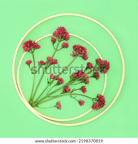 Red valerian herb plant in abstract circular frame. Flowers can be used to make perfume. Minimal botanical nature study composition. On green background. Centranthus ruber.