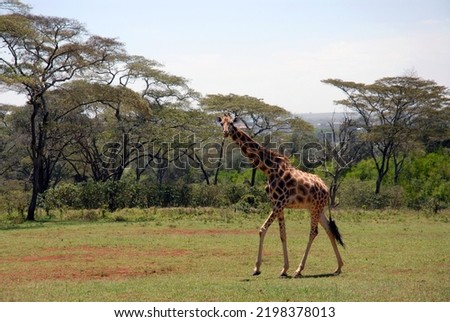 National Park for Rothschild Giraffes Giraffe Manor in Kenya