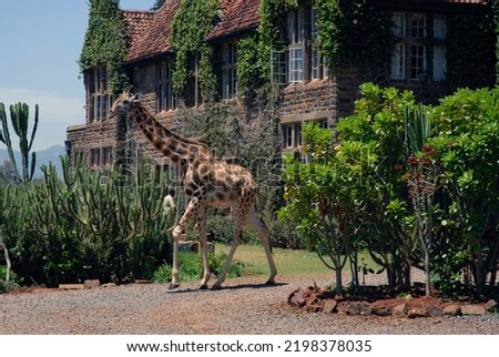 National Park for Rothschild Giraffes Giraffe Manor in Kenya