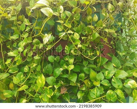 Hanging ivory betel leaf with a blend of green and yellow strips on a hanging pot. Wall background.