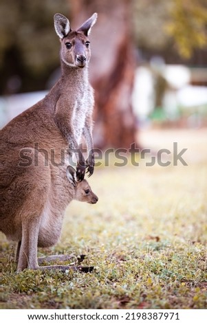 Standing kangaroo with baby in pouch in Australia