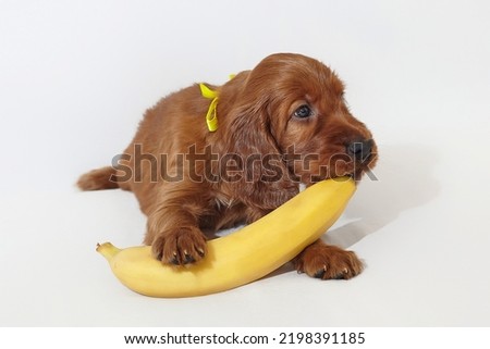Brown charming Irish setter puppy with a yellow ripe banana. photo shoot in the studio on a white background.