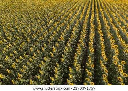 Top aerial view of sunflower plantation field just before sunset. Agriculture drone shots.