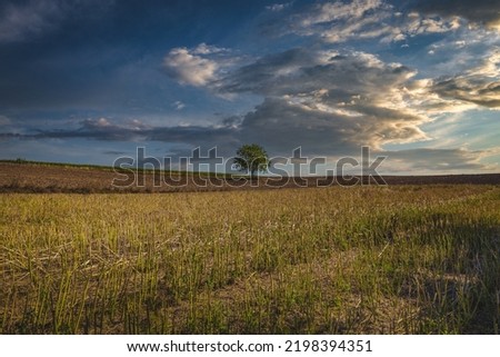 A lonely tree among farmer's fields after the harvest, rural landscape of south-eastern Poland, rural landscape of south-eastern Poland, minimalist photography, excellent background for a creative gra