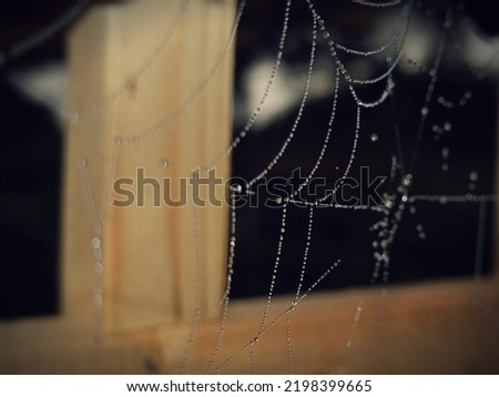 Spider web with dew blured background, low light