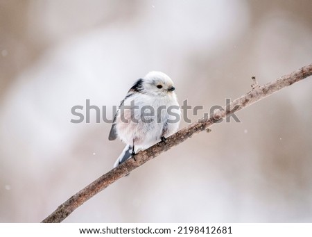 The long-tailed tit (Aegithalos caudatus), also named long-tailed bushtit, is a bird found throughout Europe. long-tailed tit (Aegithalos caudatus) on a branch in winter. Royalty-Free Stock Photo #2198412681