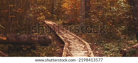 Pathway in the bright forest. Autumn falling leaves