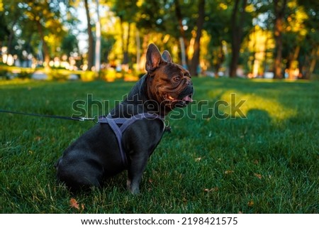 french bulldog sits in the park the sun shines on him
