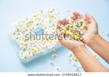 Drying medicinal herbs, chamomile inflorescences. dryer for vegetables. a woman is collecting and drying medicinal chamomile. alternative medicine.