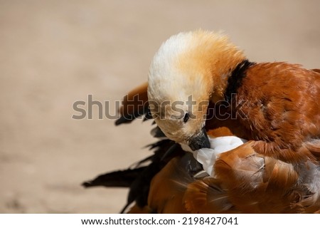 Close-up portrait of Red Duck preening its feathers