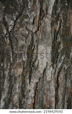 Tree bark texture background detail. Texture background. Abstract nature concept.