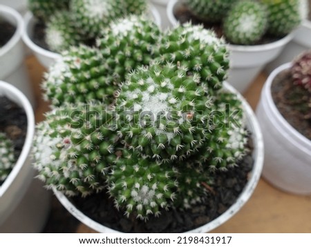 Mini cactus in a pot 