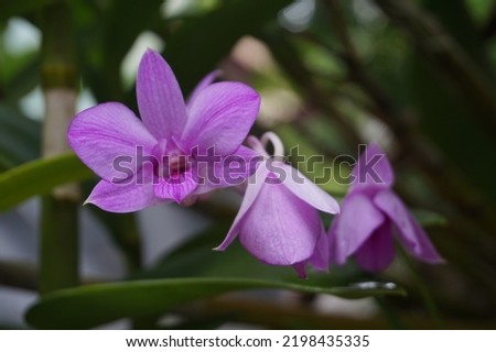 Purple dendrobium orchid in bloom in the yard Royalty-Free Stock Photo #2198435335