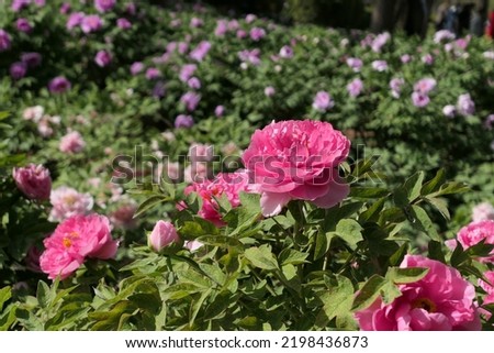 
blooming pink peony garden in a must-visit attraction in china.