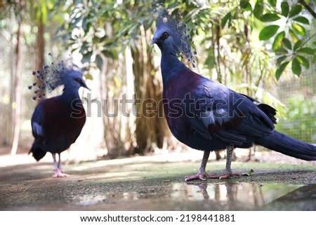 Foreground Crowned pigeon gur victoria. blue birds