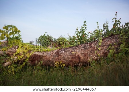 Beautiful fairy looking tree trunk covered by flowers and green crawler on a summer evening in the wild nature. ilm grain and soft focus. Natural background for copy space. After storm.