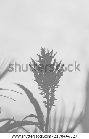 Beautiful flower plume growing in the sunny meadow in a faded black and white monochrome.
