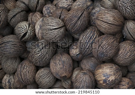 Buddha palm seed in the Amsterdam Flower Market Royalty-Free Stock Photo #219845110