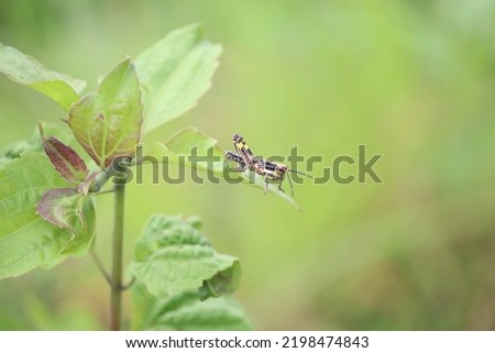 A picture of a military grasshopper feeding on a sunny afternoon