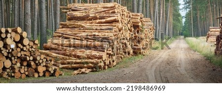 Freshly made firewood in the evergreen forest, pine tree logs close-up. Environmental damage, ecological issues, ecology, nature, wood, deforestation, alternative energy, lumber industry, business Royalty-Free Stock Photo #2198486969
