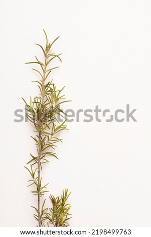 
sprig of rosemary on a white background, an aromatic herb very good as a condiment with meats
