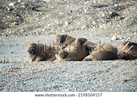 A herd of walrus, relaxing on the beach, Svalbard and Spitsbergen