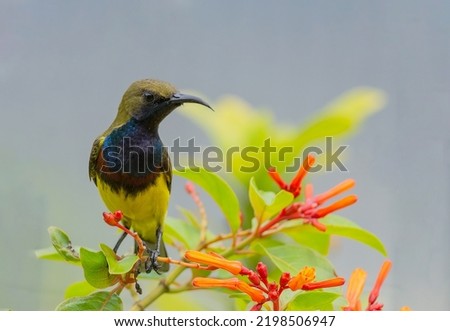 beautiful yellow bird in nature Olive-backed sunbird, Yellow-bellied sunbird Cinnyris jugularis