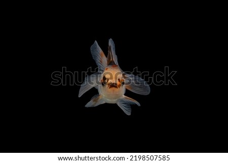 Goldfish isolated on a black background, straight face photographed.
