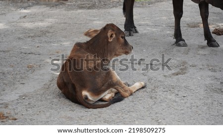 beautiful calf image sitting on floor.
